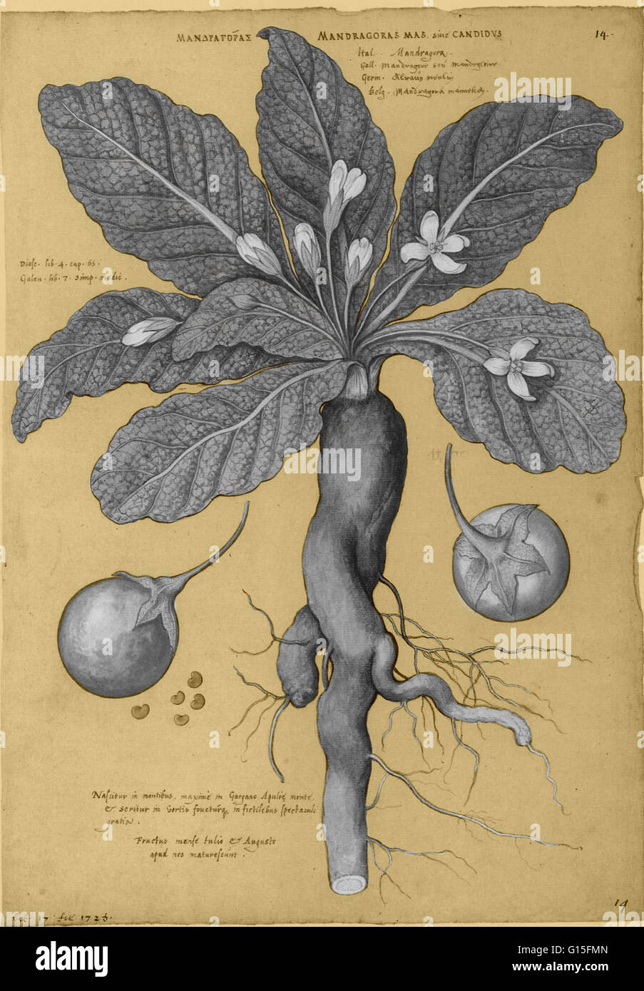 Mandrake is the common name for members of the plant genus Mandragora, particularly the species Mandragora officinarum, belonging to the nightshades family (Solanaceae). The roots sometimes resemble human figures and their roots have long been used in mag Stock Photo