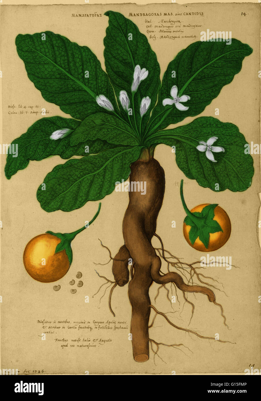 Mandrake is the common name for members of the plant genus Mandragora, particularly the species Mandragora officinarum, belonging to the nightshades family (Solanaceae). The roots sometimes resemble human figures and their roots have long been used in mag Stock Photo