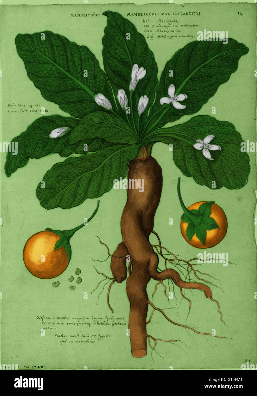 Mandrake Plant Stock Illustrations – 263 Mandrake Plant Stock