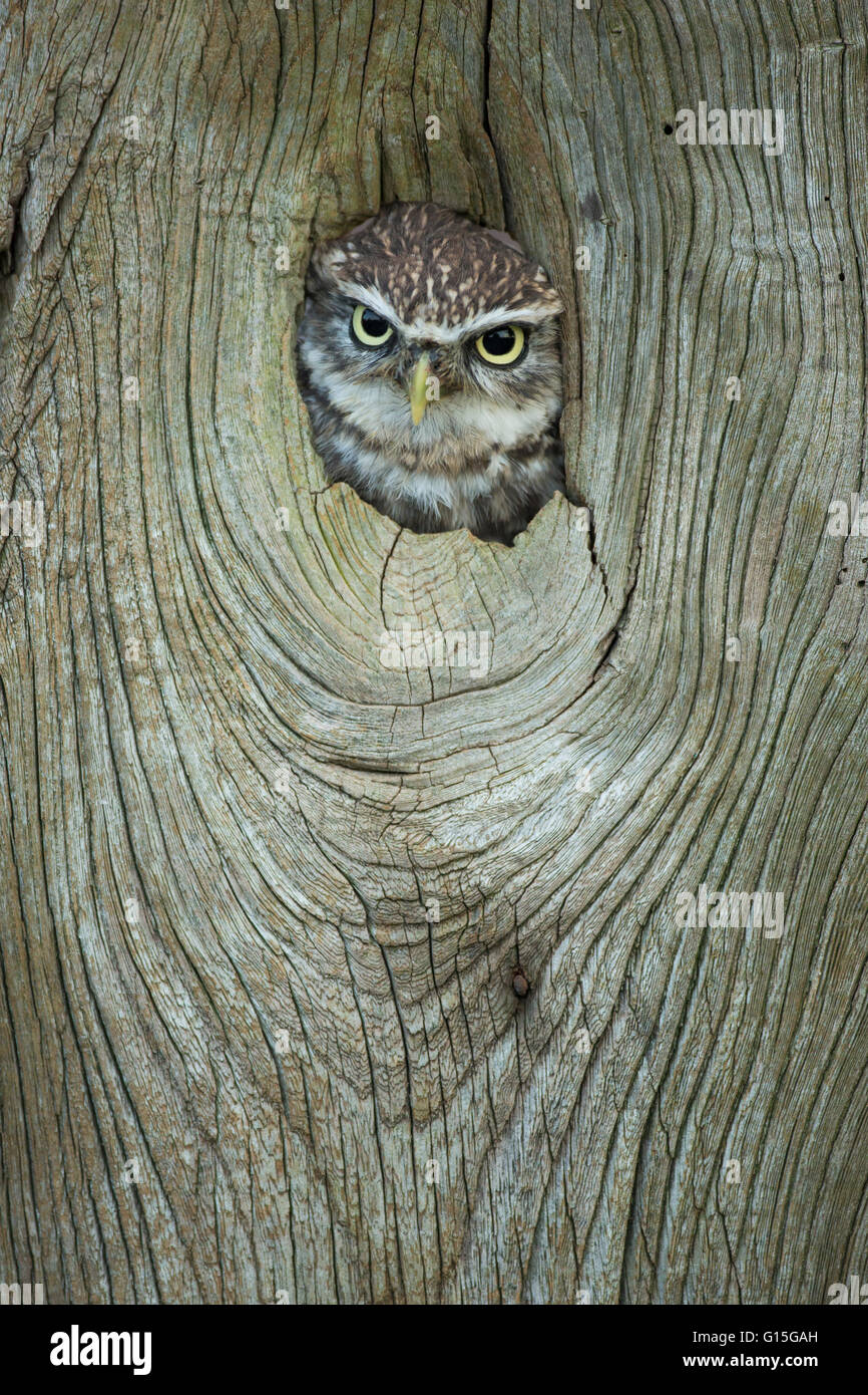 Little owl (Athene noctua), in captivity, Gloucestershire, England, United Kingdom, Europe Stock Photo