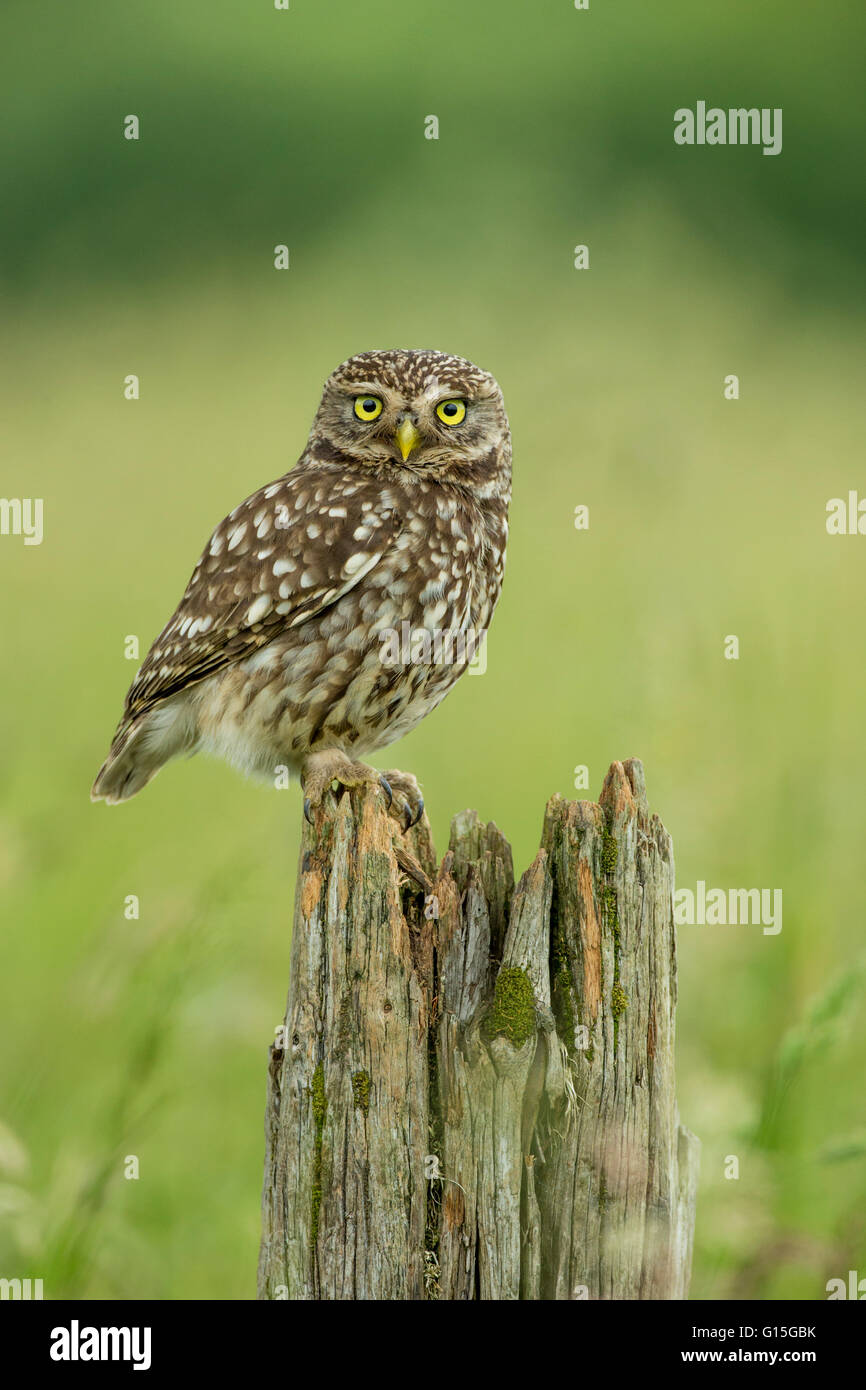 Little owl (Athene noctua), Yorkshire, England, United Kingdom, Europe Stock Photo