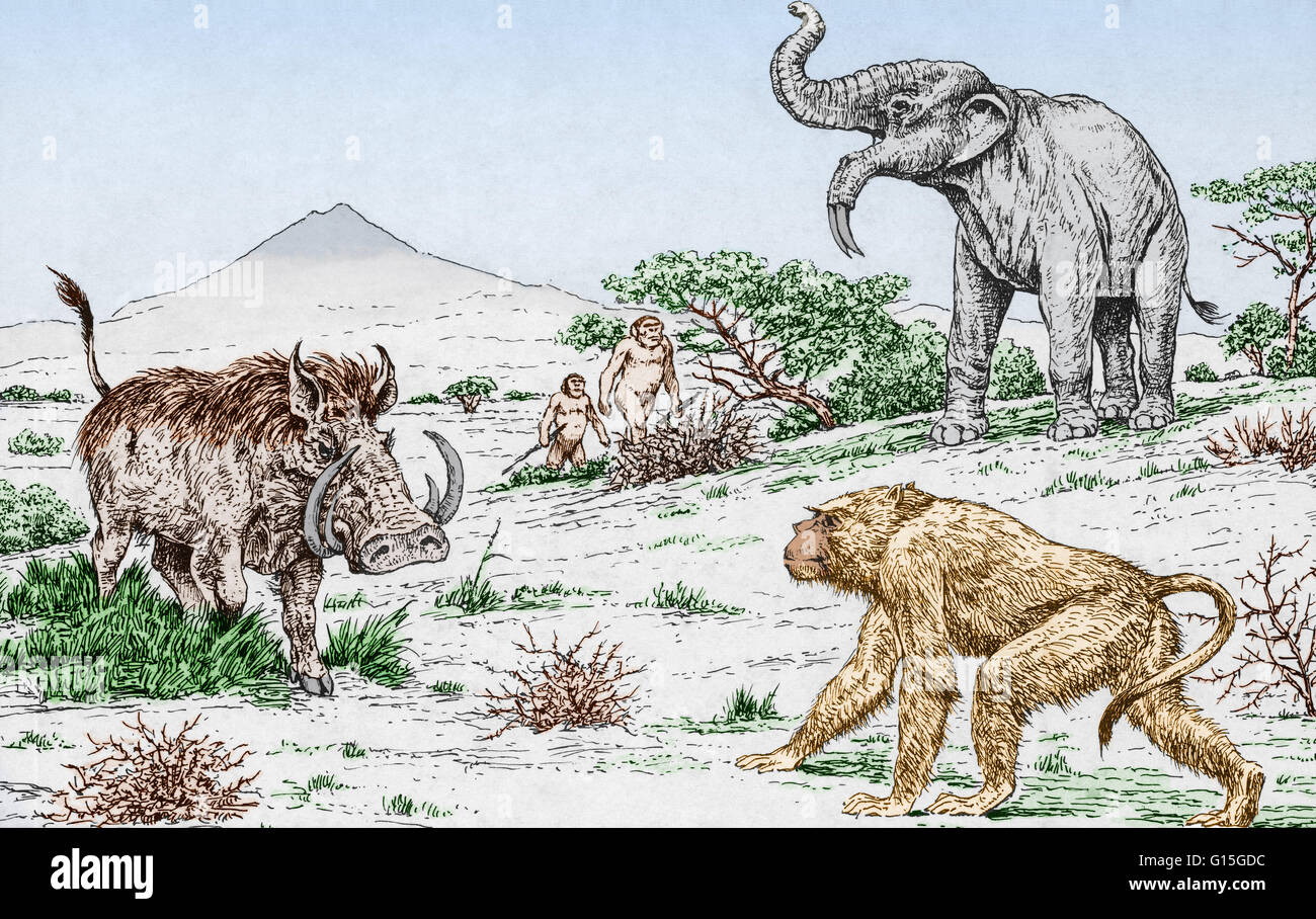 Illustration from 1972 of now extinct animals. At left is genus notochoerus from the suidae (pig) family, at bottom right is a species of Old World monkey, simopithecus, and at top right is Deinotherium a prehistoric relative of modern-day elephants. Stock Photo