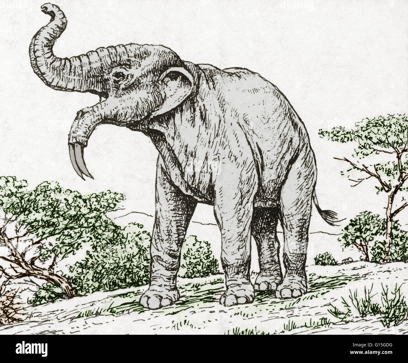 Illustration of a Deinotherium, a prehistoric relative of modern-day elephants. It is also called the Hoe tusker and known as the third largest land mammal that has existed. Stock Photo