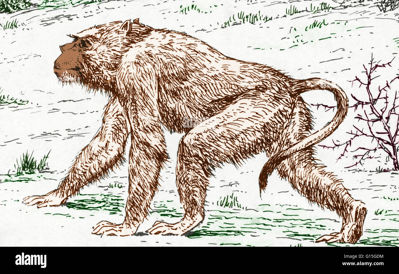 Illustration Of A Species Of Old World Monkey Simopithecus The Name