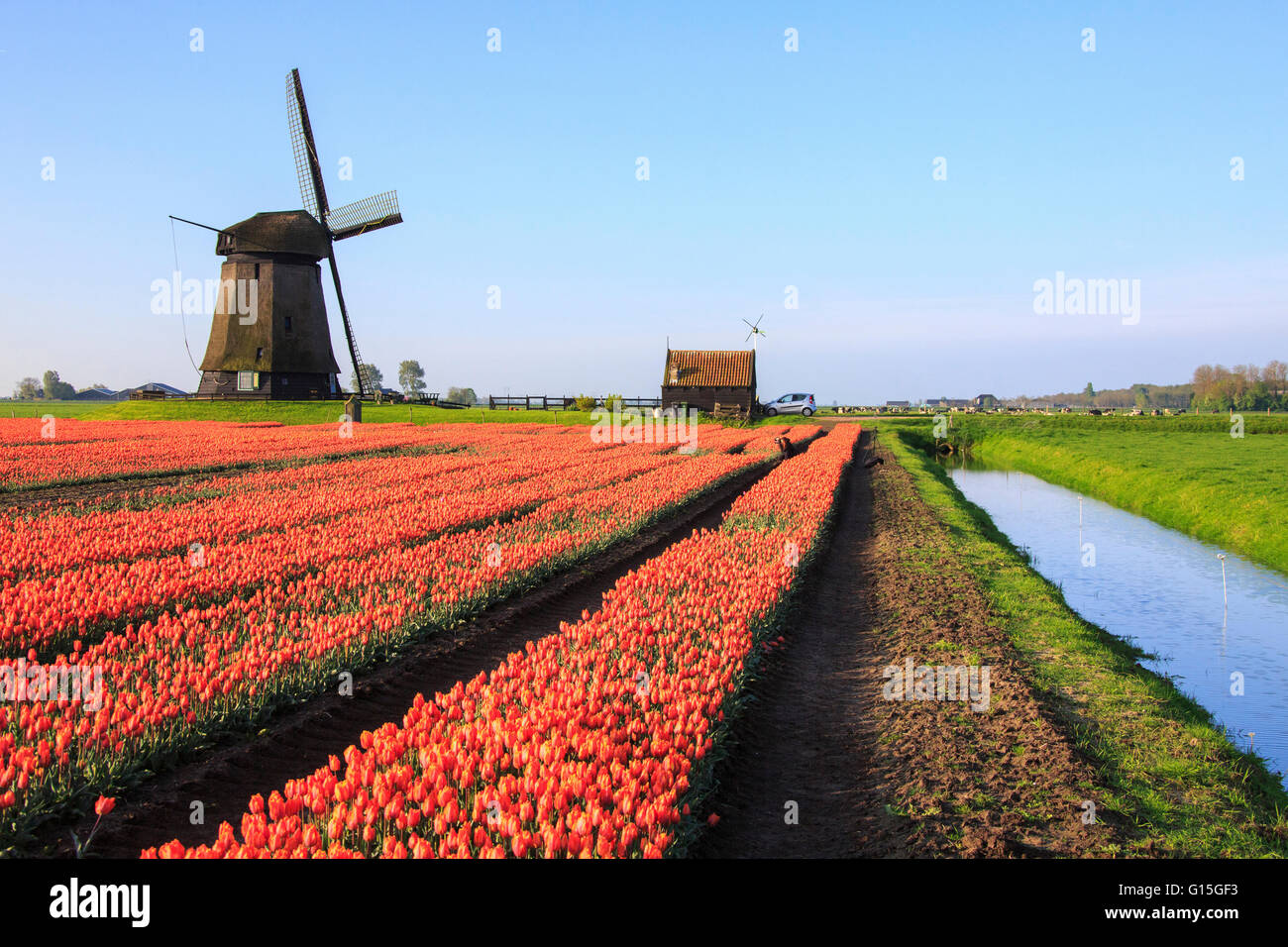 Red tulip fields and blue sky frame the windmill in spring, Berkmeer, Koggenland, North Holland, Netherlands, Europe Stock Photo