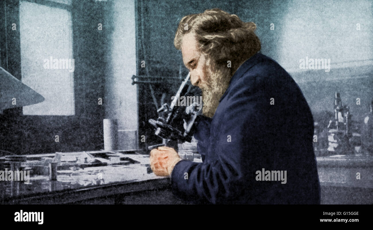 Ilya Ilyich (Eli) Mechnikov (1845-1916), Russian biologist, at work in his laboratory. In Italy in 1872, he studied the transparent larvae of starfish, noticing that some cells were able to engulf and digest foreign particles. He called these cells 'phago Stock Photo