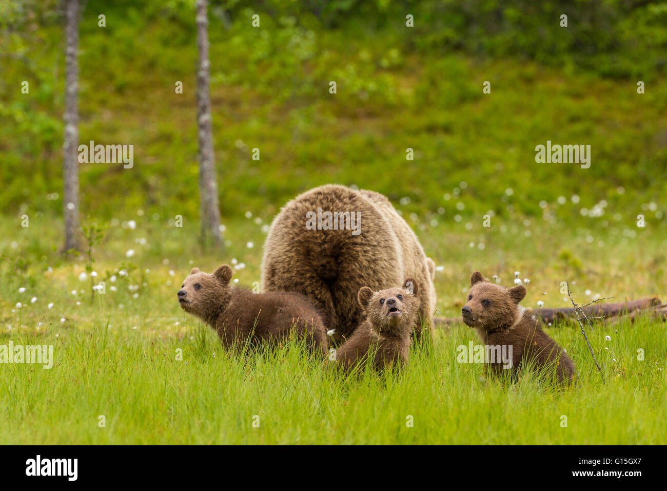 Mother brown bear and cubs hi-res stock photography and images - Alamy