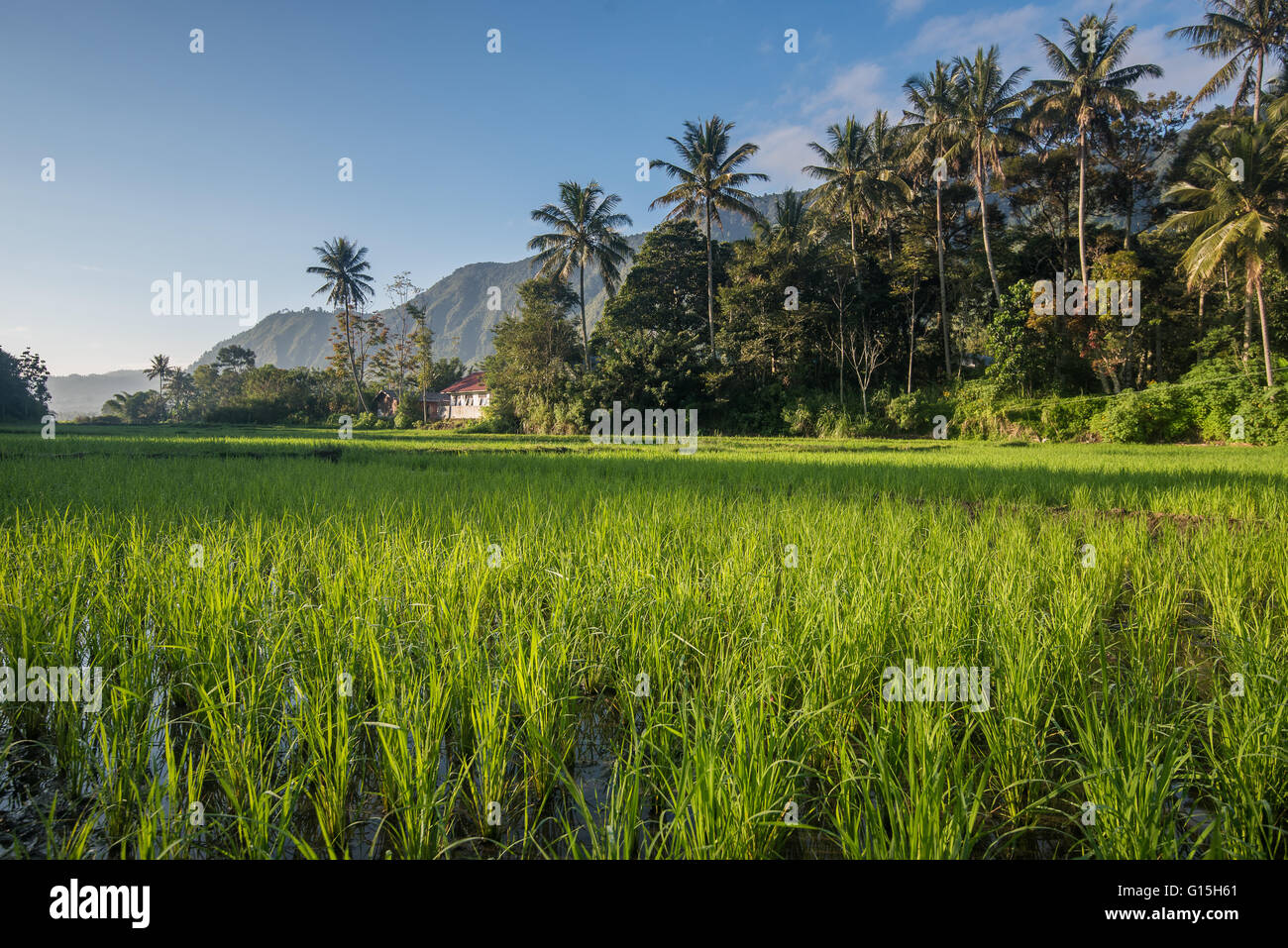 Padi Field in Lake Toba, Sumatra, Indonesia, Southeast Asia Stock Photo