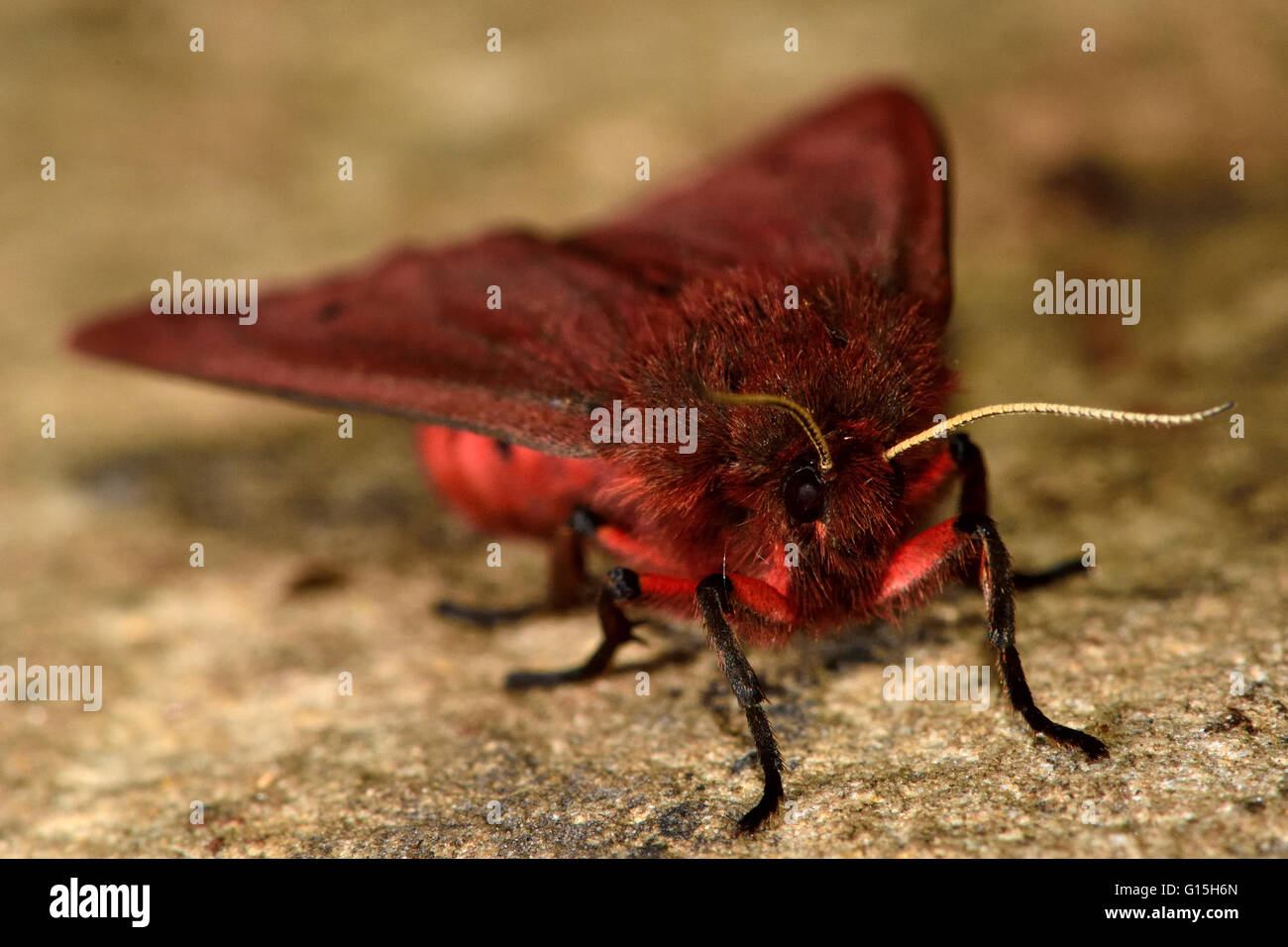 Ruby Moth Ruby tiger moth (Phragmatobia fuliginosa). Insect with red and brown ...