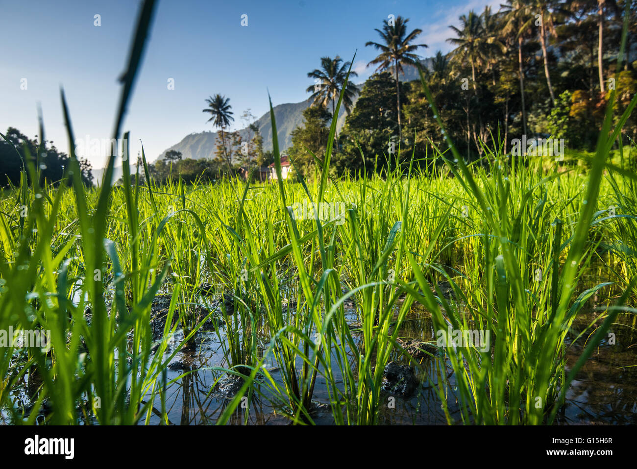 Padi Field in Lake Toba, Sumatra, Indonesia, Southeast Asia Stock Photo