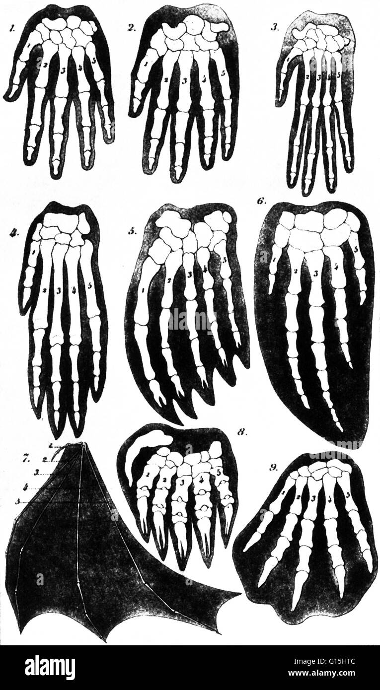 Caption reads, 'One of Darwin's strongest arguments for evolution was a comparison of features that are similar in all vertedrate mammals. These forefeet, or hands, in rows, from left to right are those of man, gorilla, oragutan; dog, seal, porpoise; bat, Stock Photo