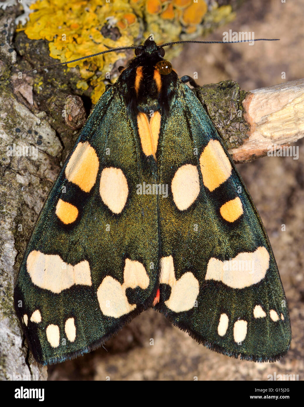 Scarlet tiger moth (Callimorpha dominula). Brightly colored British insect in the family Erebidae, previously Arctiidae, at rest Stock Photo