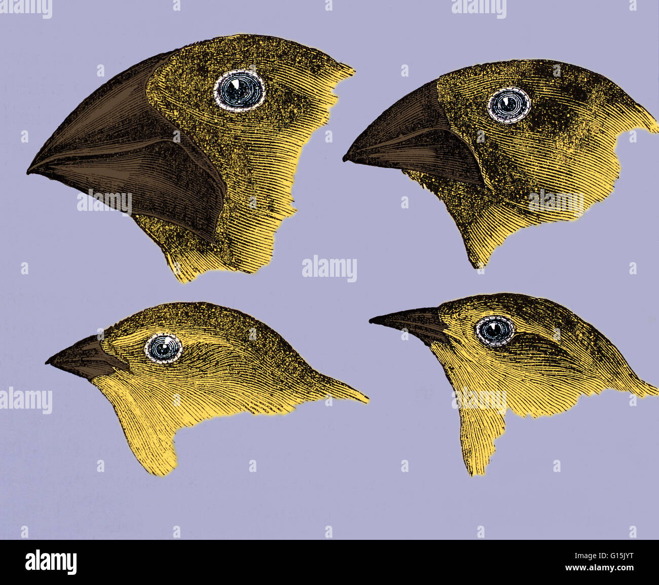 Galapagos finches. Historical artwork of the heads of Galapagos finches, made by Charles Darwin in his book 'A Naturalist's Voyage', London, 1889. These studies aided his theory of evolution. Darwin drew the conclusion that they all came from a common anc Stock Photo