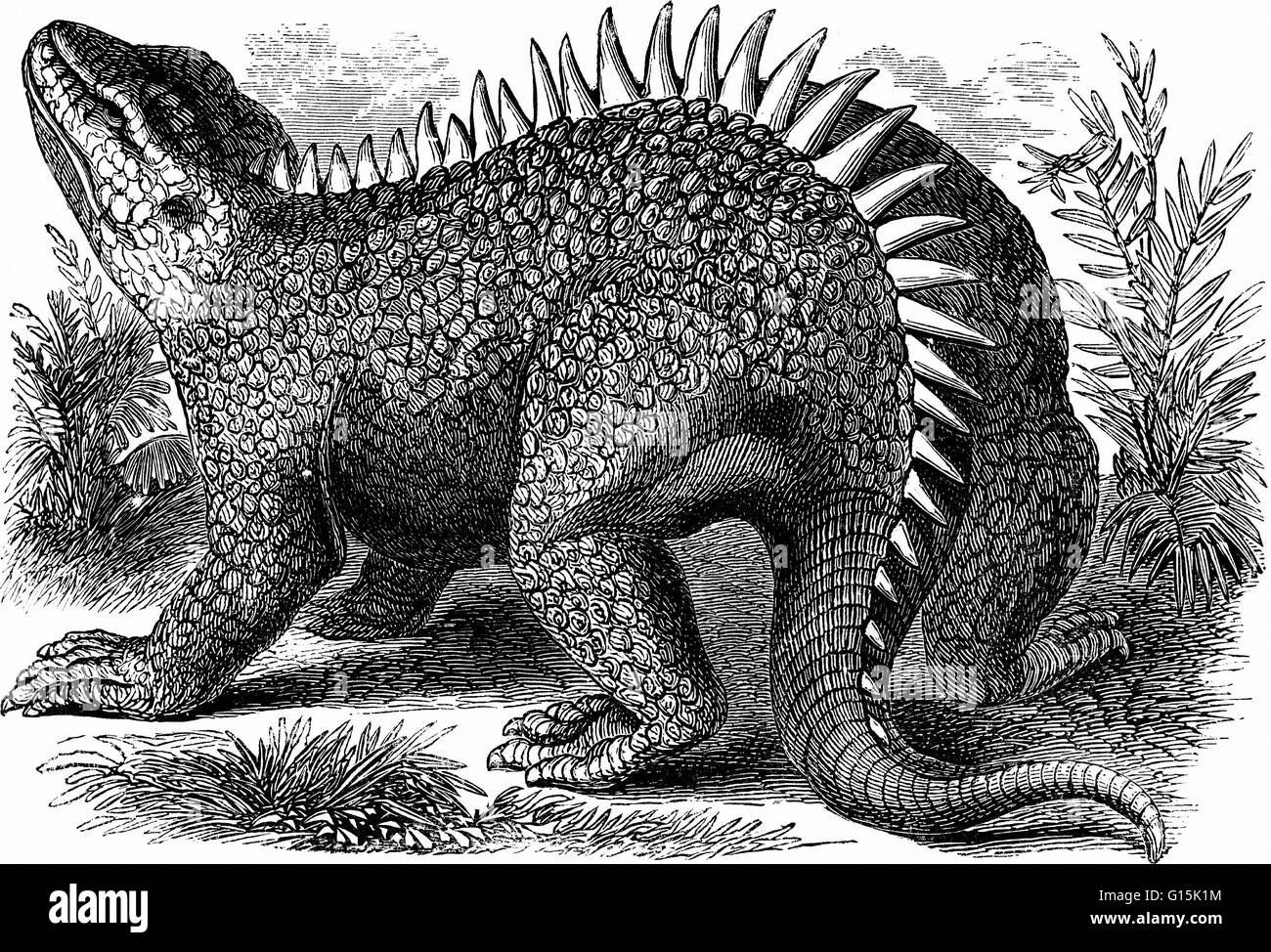 Hylaeosaurus (forest lizard) is the most obscure of the three animals used by Richard Owen to define Dinosauria, in 1842. The original specimen, recovered by Gideon Mantell in 1832, now resides in the Natural History Museum of London, where it is still en Stock Photo