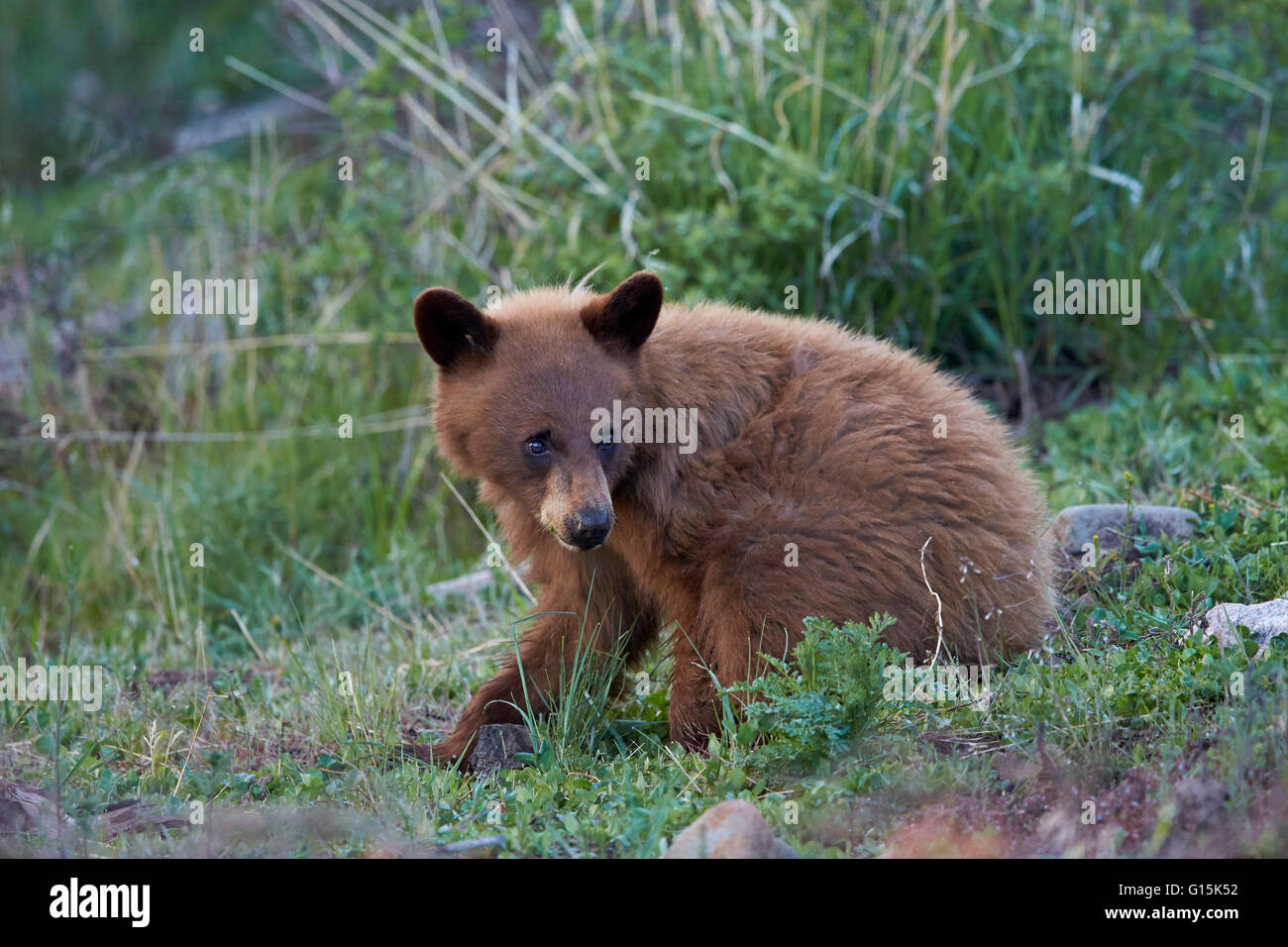 Black Bear (Ursus americanus), cinnamon yearling cub, Yellowstone National Park, Wyoming, United States of America Stock Photo