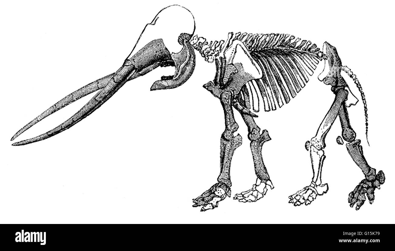 Mastodons (nipple and tooth) were large, tusked, mammal species of the extinct genus Mammut, which inhabited Asia, Africa, Europe, North America and Central America from the Oligocene through Pleistocene epochs. The genus gives its name to the family Mamm Stock Photo