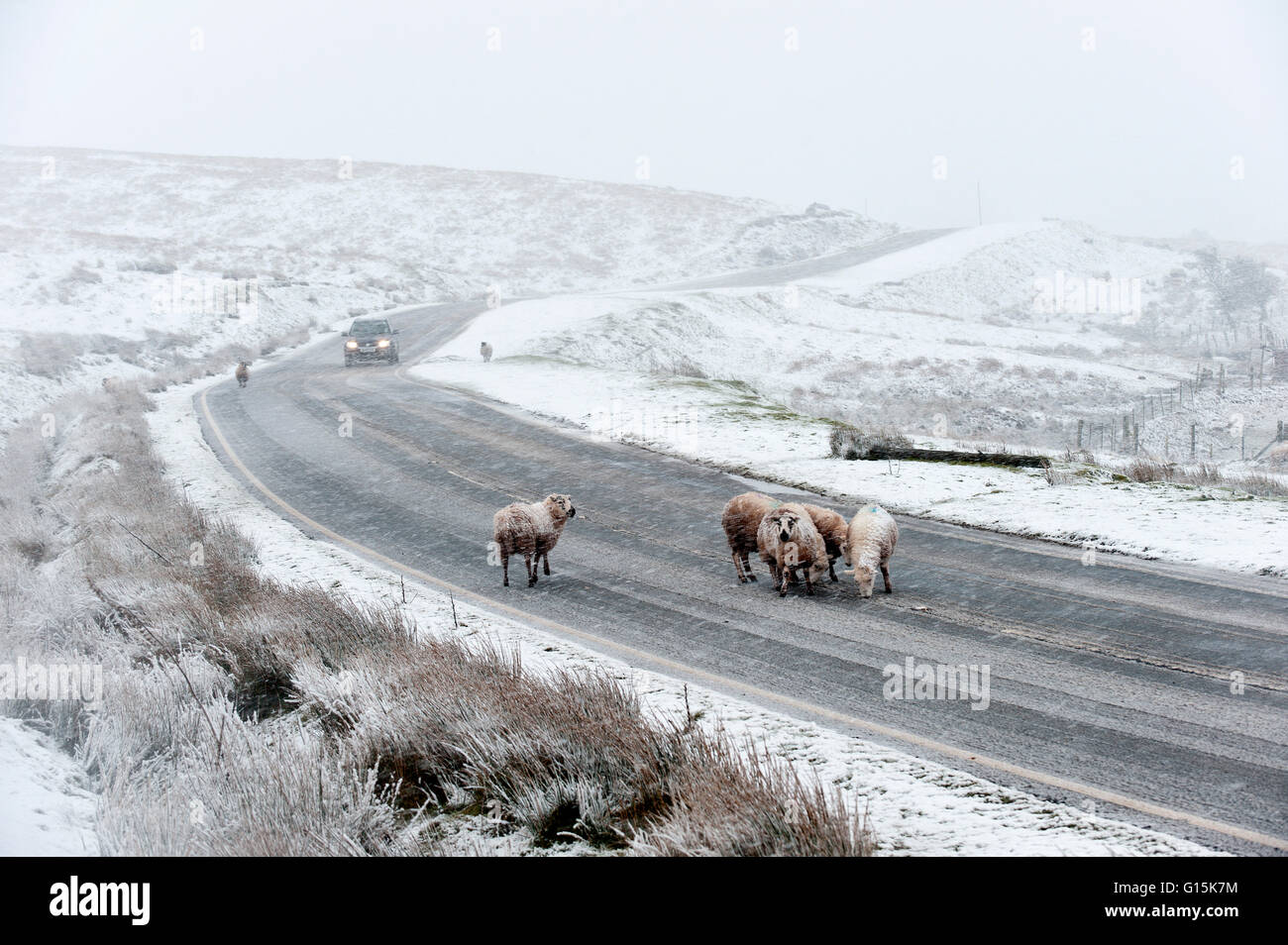 Sheep in a wintry landscape on the Mynydd Epynt moorland, Powys, Wales, United Kingdom, Europe Stock Photo