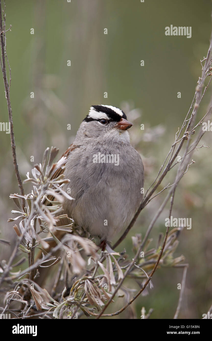 White-Crowned Sparrow (Zonotrichia leucophrys), Yellowstone National Park, Wyoming, United States of America, North America Stock Photo