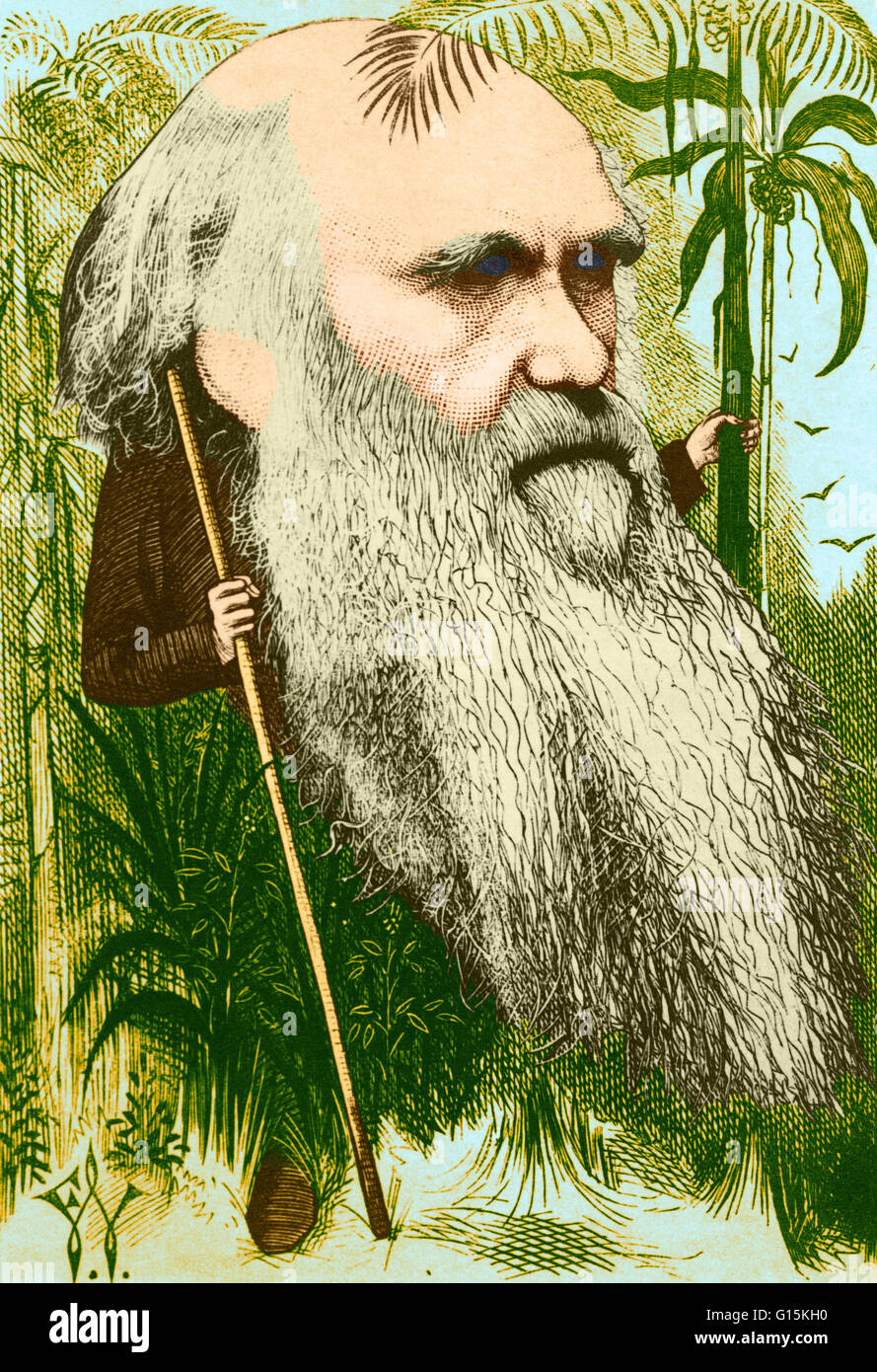 Color enhanced illustration of Charles Darwin depicted as a wild man of the jungle. Caricature by F. Waddy, 1873. Charles Robert Darwin (1809-1882) was an English naturalist. He established that all species of life have descended over time from common anc Stock Photo