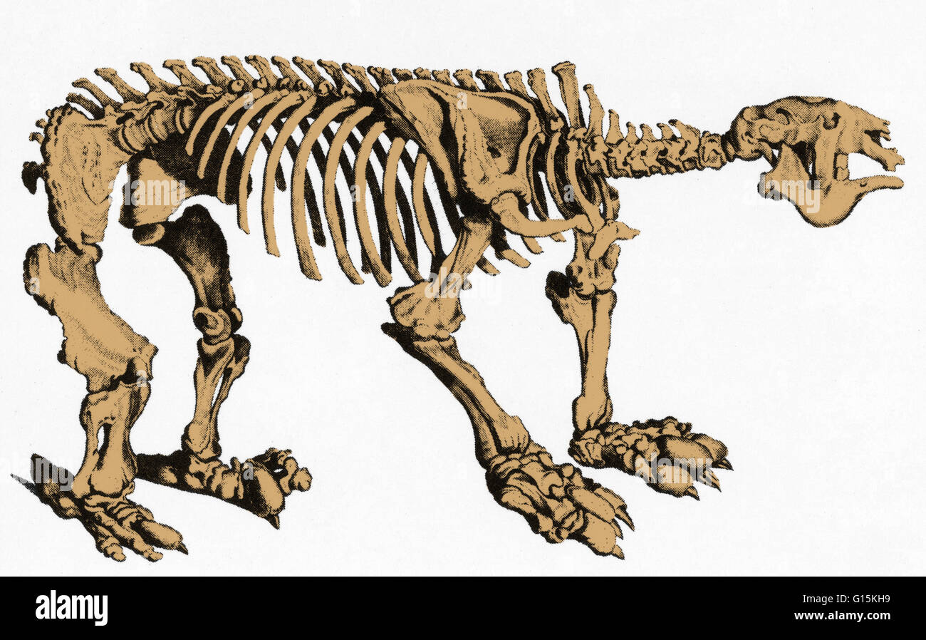 Megatherium (Great Beast) was a genus of elephant-sized ground sloths endemic to Central America and South America that lived from the Pliocene through Pleistocene epochs. Megatherium was one of the largest land mammals known, weighing up to eight tons, a Stock Photo