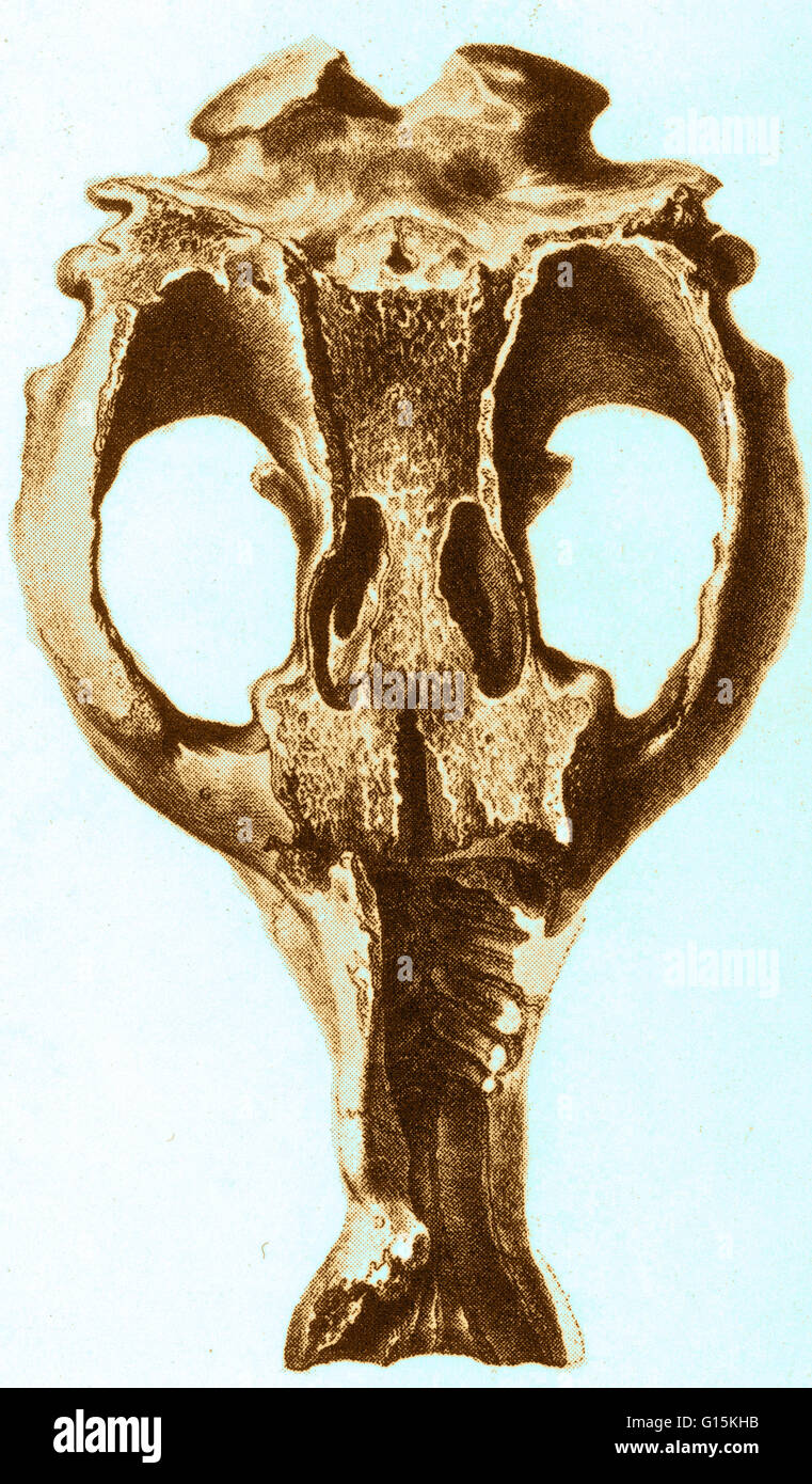 Color enhanced image of a Toxodon skull. Toxodon is an extinct mammal of the late Pliocene and Pleistocene epochs about 2.6 million to 16,500 years ago, Indigenous to South America it was probably the most common large-hoofed mammal in South America at th Stock Photo