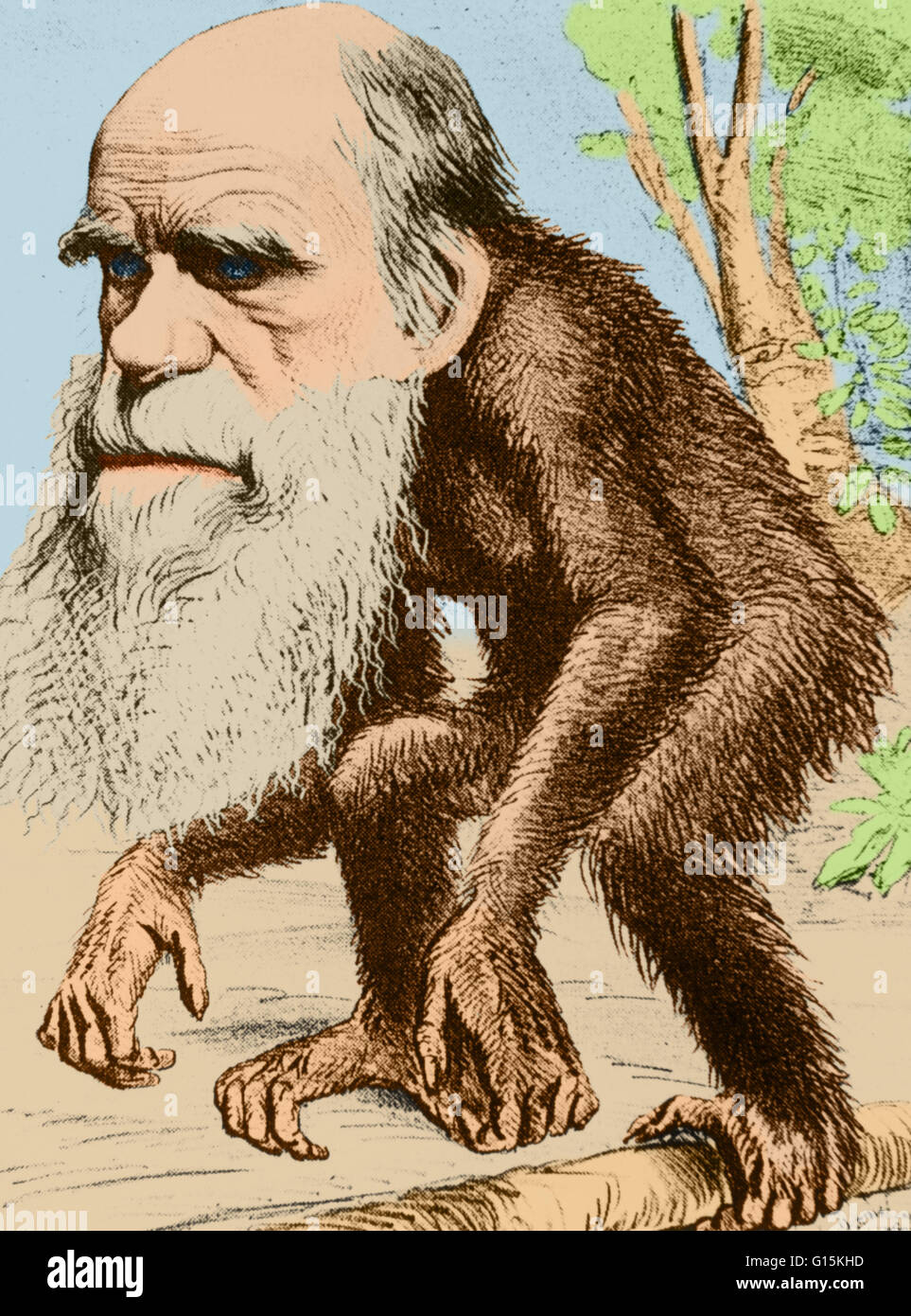 Color enhanced illustration of Charles Darwin portrayed as a 'Venerable Orang-Outang', subtitled 'Contribution to Unnatural History' that appeared March 22nd, 1871, in the satirical magazine 'The Hornet'. Charles Robert Darwin (1809-1882) was an English n Stock Photo
