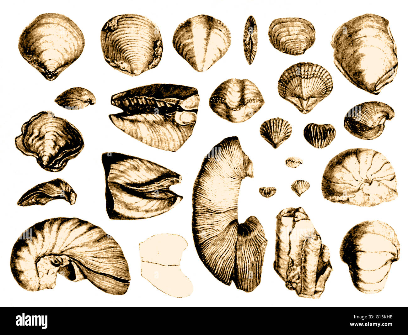 Color enhanced image of fossilized shells drawn from Darwin's 'Geological Observations on Volcanic Islands'  which describes the geological observations made of South America and its surrounding volcanic islands during his voyage on the H.M.S. Beagle. FUL Stock Photo