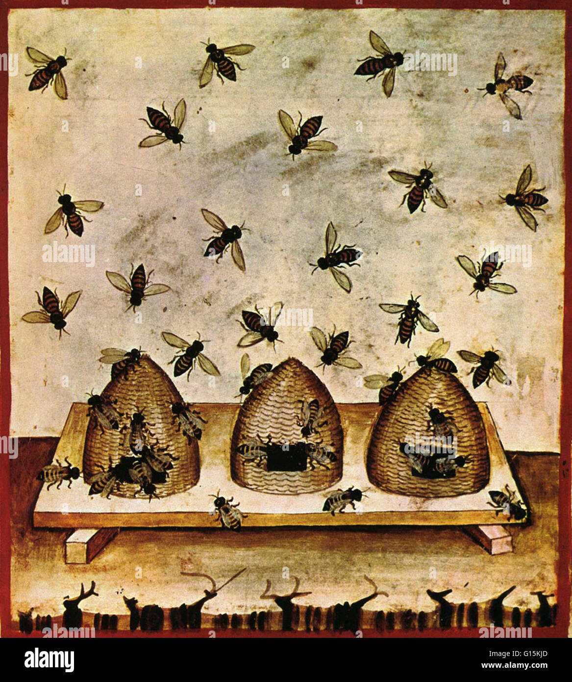 Beekeeping is the maintenance of honey bee colonies, commonly in hives ...