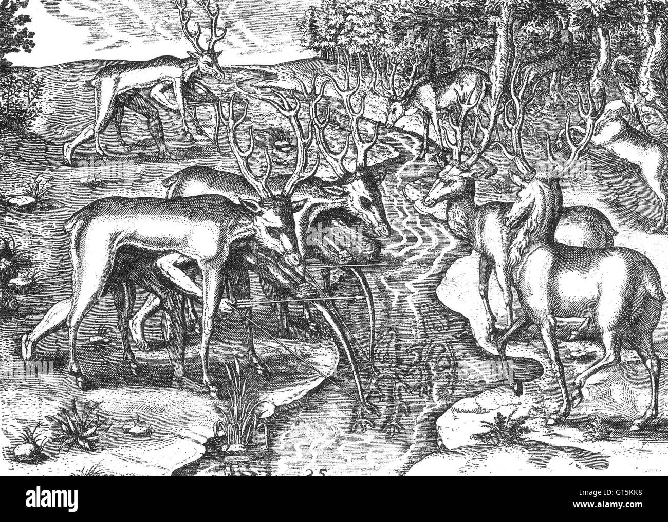 Florida Indians, disguised under deerskins, hunting deer. Image from Thomas Hariot's A Briefe and True Report of the Newfound Land of Virginia (1588), a first-person account by a scientist valuably enriched later with engravings by Theodor de Bry, 1590 af Stock Photo