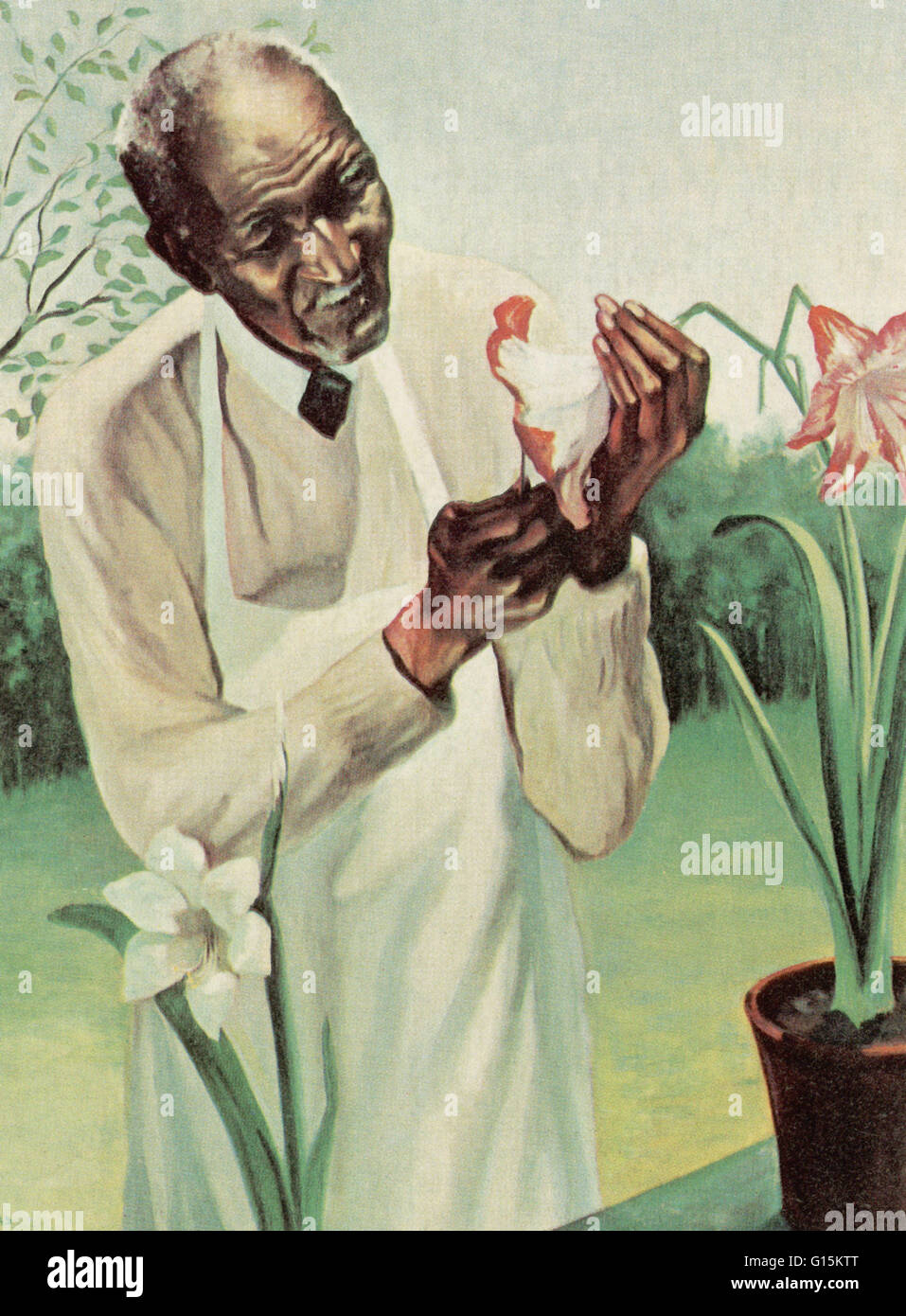 The only oil painting ever posed for by Carver. He is holding a hybrid amaryllis he had developed through cross pollination. Painting by Betsy Graves Reyneau, 1942. George Washington Carver (1864-1943) was an African-American scientist, botanist, educator Stock Photo