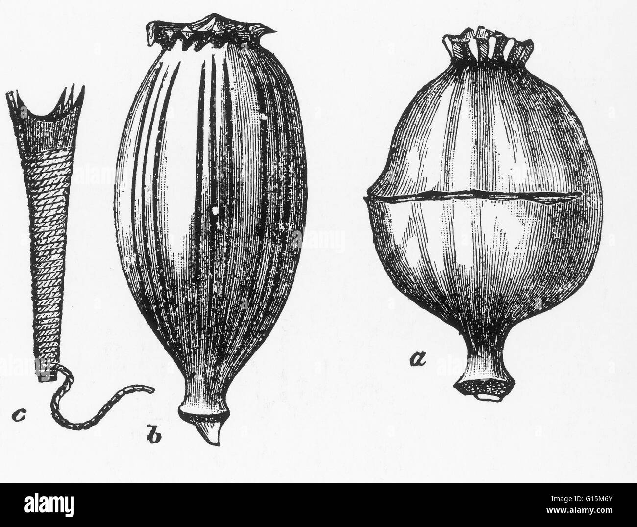 A nushtur or incisor (left), which is an instrument used in India for making incisions in poppy pods; a poppy pod showing the vertical cuts made by harvesters in India (middle); and another with a horizontal cut that would have been made in Turkey (right) Stock Photo