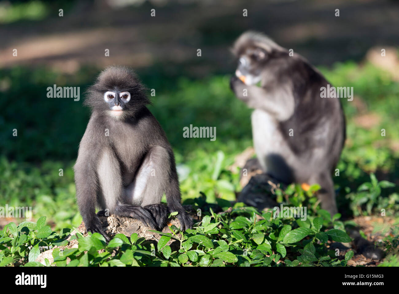 Dusky langur monkey (Trachypithecus obscurus), Prachuap Kiri Khan, Thailand, Southeast Asia, Asia Stock Photo