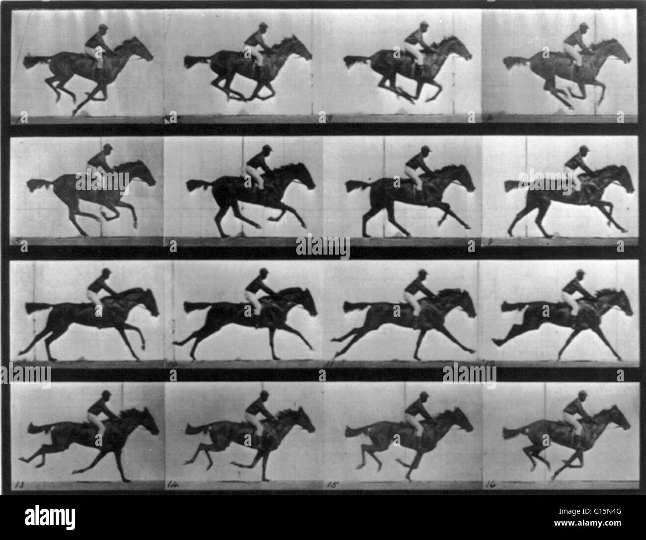 Muybridge Animal Locomotion, Racehorse Galloping, 1887. Animal locomotion, 16 frames of racehorse Annie G. galloping. Eadweard James Muybridge (April 9, 1830 - May 8, 1904) was an English photographer important for his pioneering work in photographic stud Stock Photo