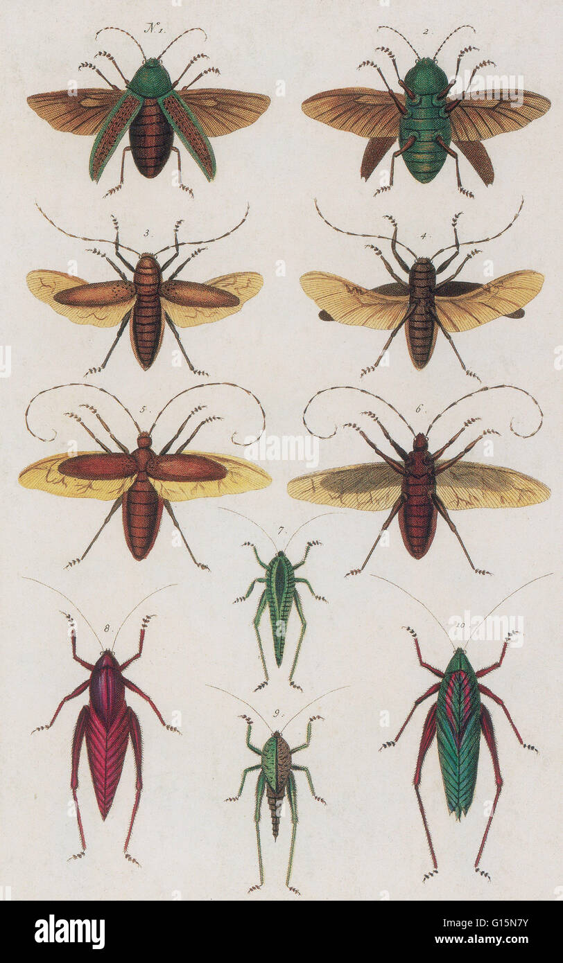 Engraving from Seba's Thesaurus, Locupletissimi rerum naturalium