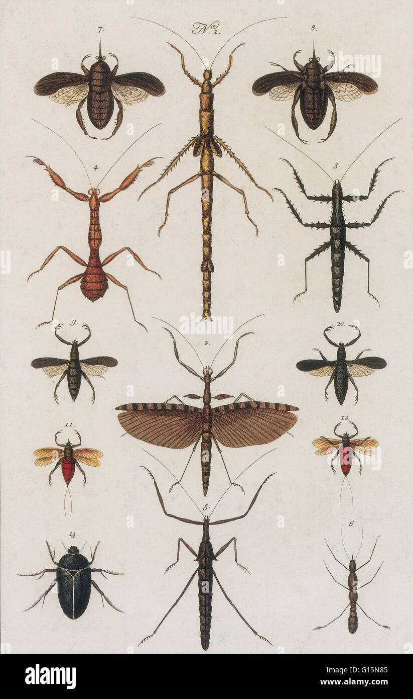 Ghost insects hi-res stock photography and images - Alamy