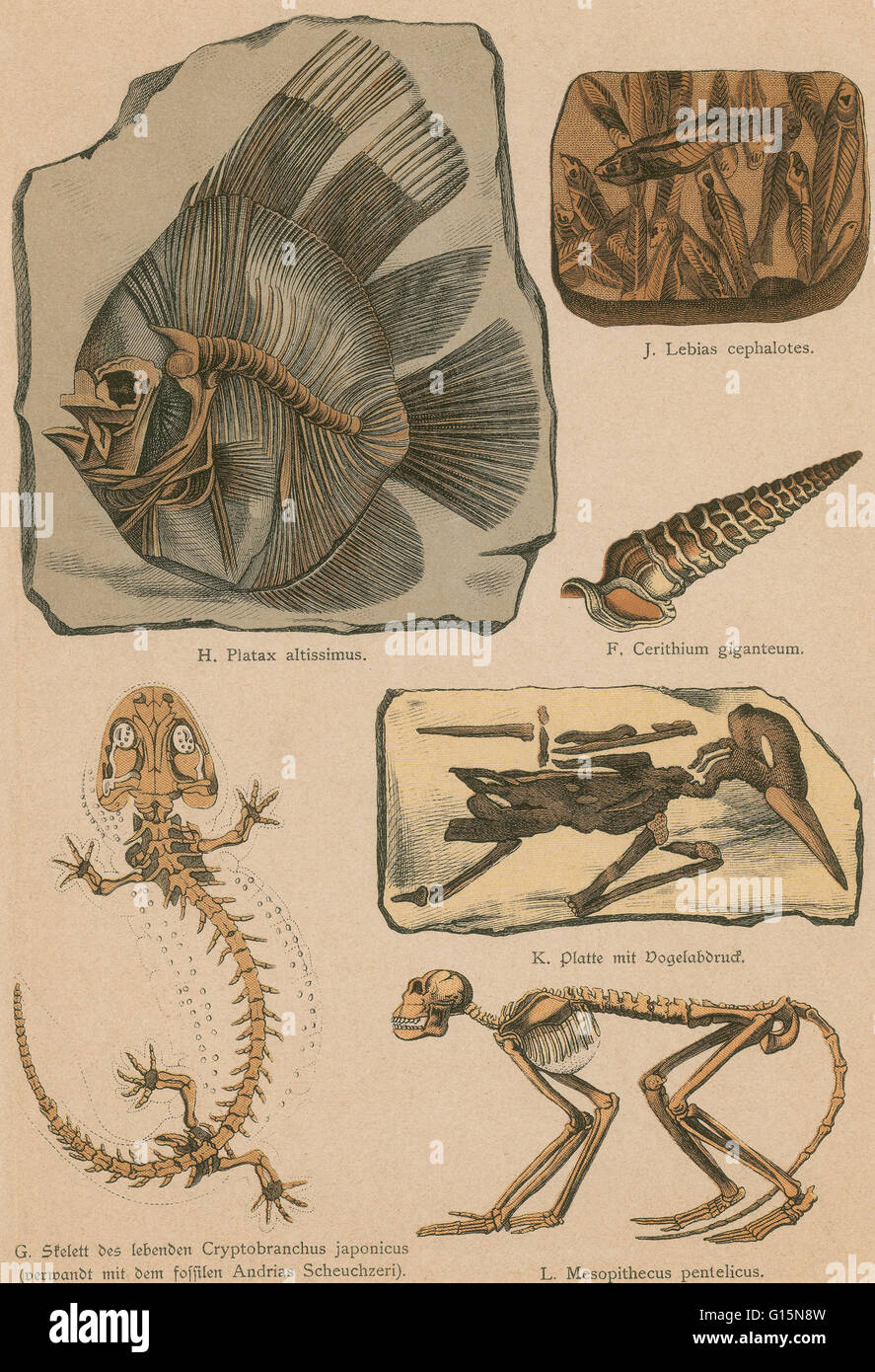 Lithograph print from a rare work by G.H. Schubert entitled, Illustrated Geology and Paleontology, 1886. This series was published from 1896 and is a great work on dinosaur fossils. Stock Photo