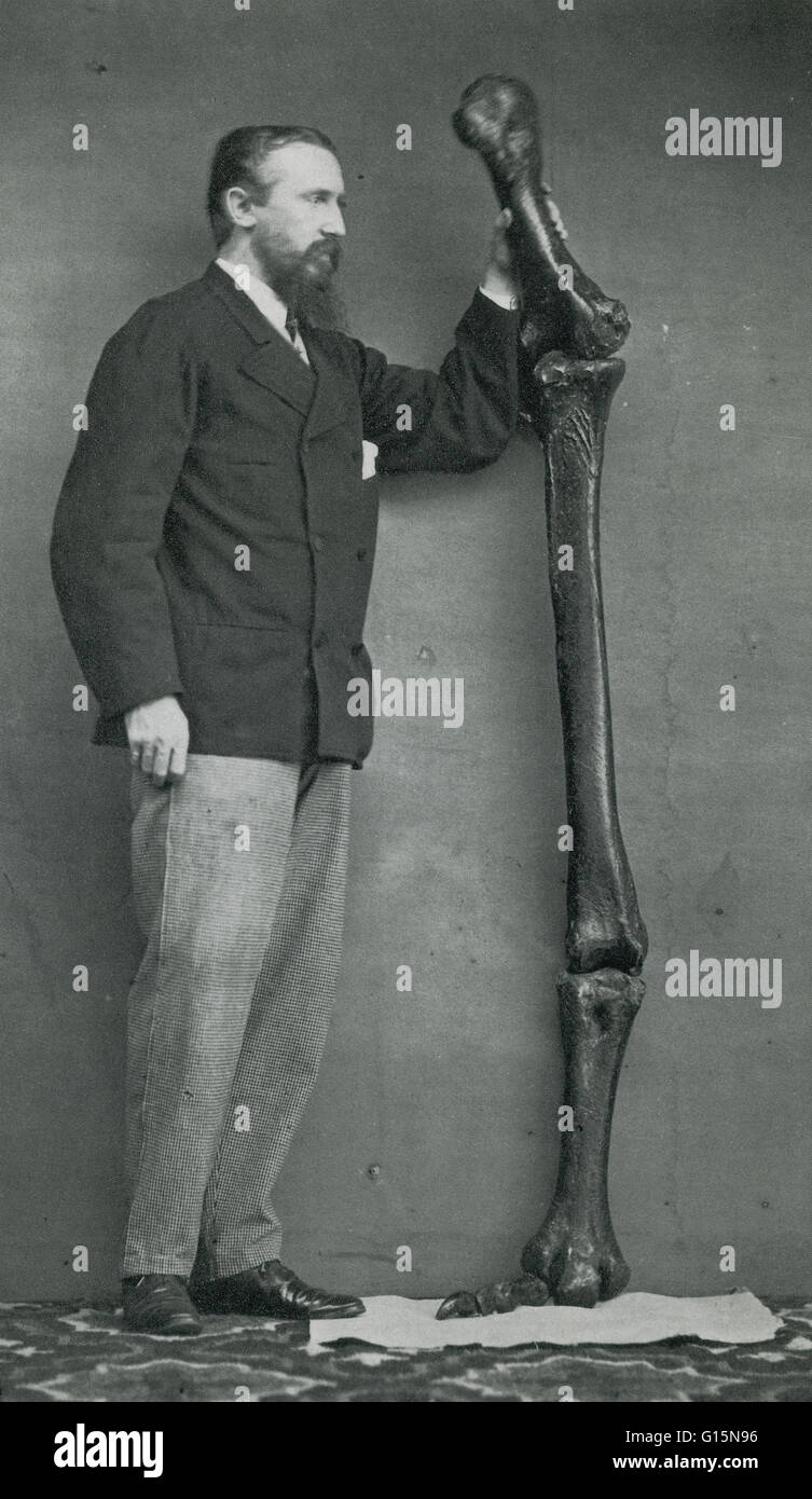 Col. Michael, Military Secretary to Government, with Bones of the Leg of the Australian Dinornis, 1872. The giant moa (Dinornis) is an extinct genus of ratite birds belonging to the moa family. Like all ratites it was a member of the order Struthioniforme Stock Photo