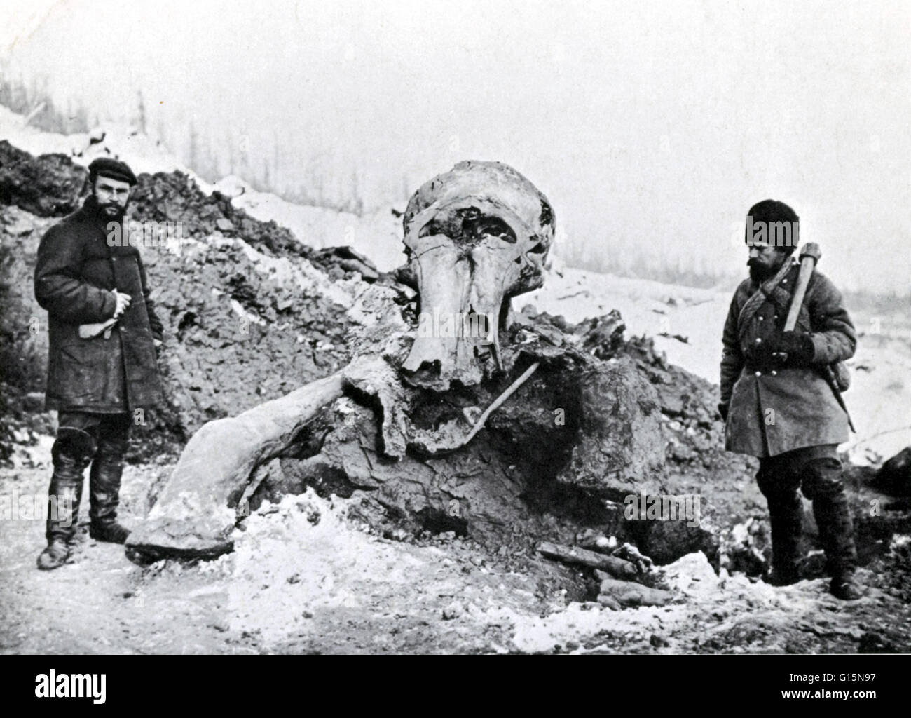 When the Berezovka mammoth was discovered sticking out of a river bank in Siberia, the flesh of its skull was partially eaten away by wolves, but its body and hugs front legs were perfectly preserved. E. W. Pfizenmayer was one of the scientists who recove Stock Photo