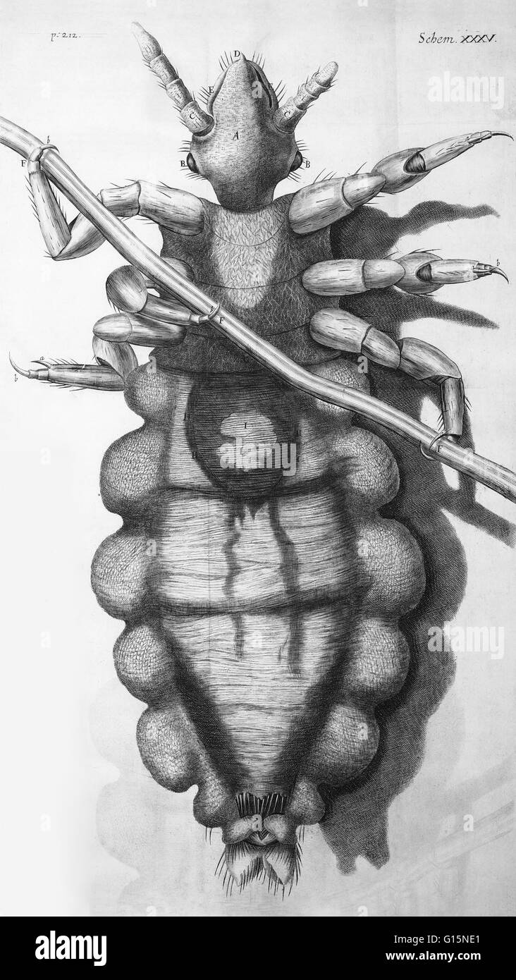 An illustration of a louse by Robert Hooke, published in his Micrographia (1665). Stock Photo