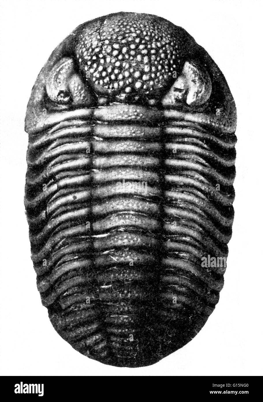 A trilobite is an extinct, small arthropod of the subphylum Trilobita that lived during the Paleozoic Era and are extremely common as fossils. Trilobites had a hard outer covering divided into three lengthwise and three widthwise sections (segmented exosk Stock Photo