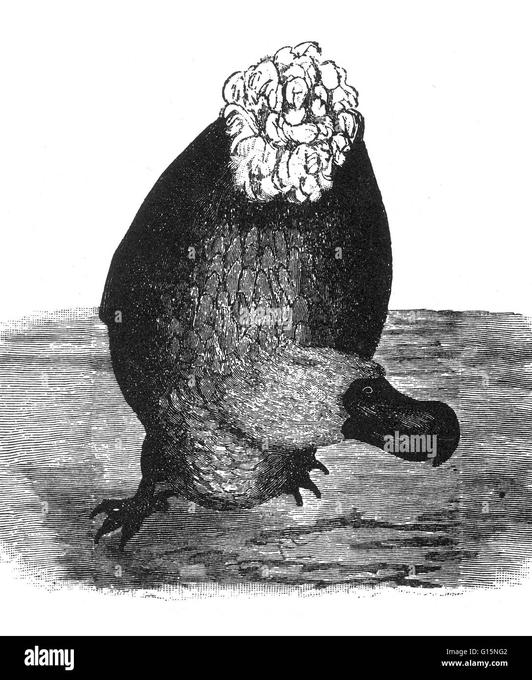The Dodo is an extinct flightless bird. Its external appearance is evidenced only by paintings and written accounts from the 17th century. Because these vary considerably, and because only a few sketches are known to have been drawn from live specimens, i Stock Photo