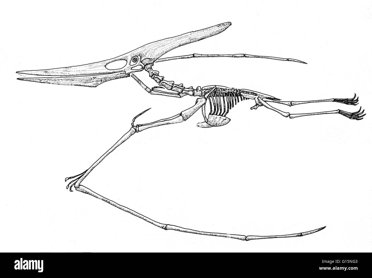 Pteranodon is a genus of pterosaurs which included some of the largest known flying reptiles, with wingspans over 20 feet. It existed during the late Cretaceous geological period of North America in present day Kansas, Alabama, Nebraska, Wyoming, and Sout Stock Photo