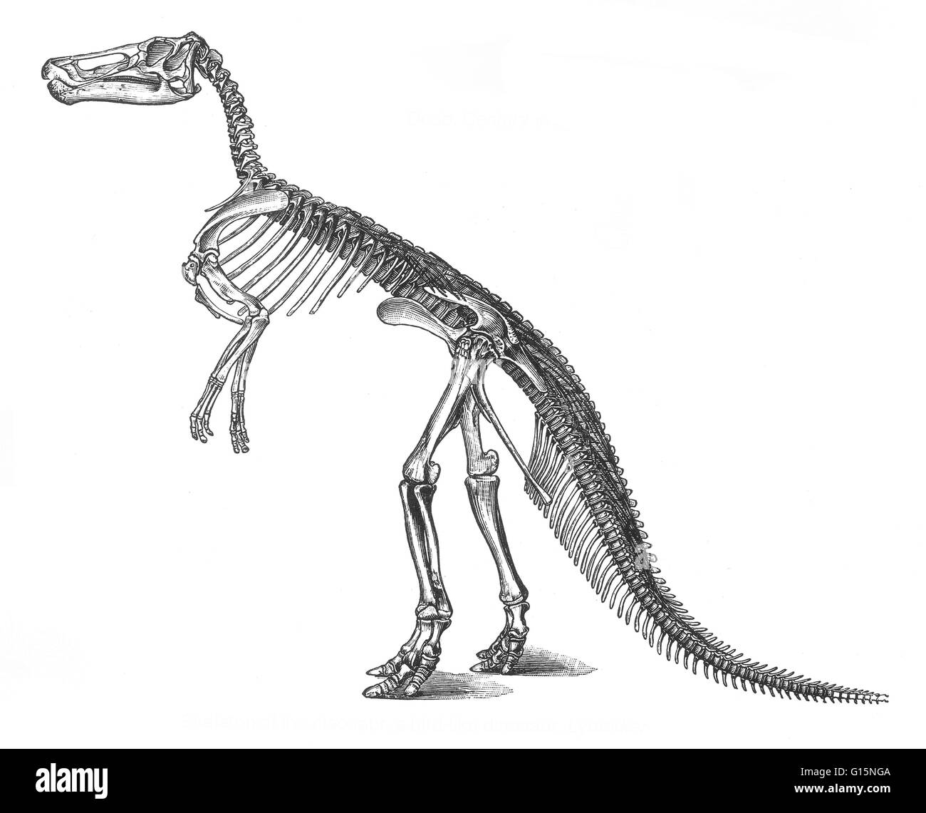 Claosaurus is a genus of primitive hadrosaurid (duck-billed dinosaur) that lived during the Late Cretaceous Period. It had a slender body and slim feet, with long legs, small arms, and a long, stiff tail. It probably grew to a length of about 12 to 16 fee Stock Photo