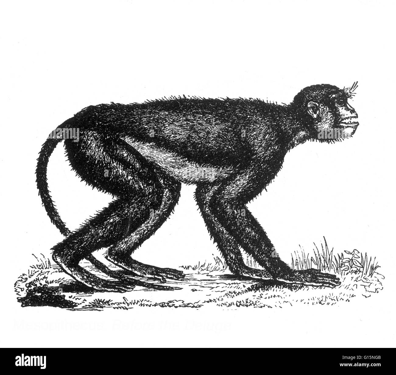 Mesopithecus is an extinct genus of Old World monkey that lived in Europe and western Asia 7 to 5 million years ago. It was once thought that it might be an ancestor of the grey langur, but a more recent study suggests that they are more closely related t Stock Photo