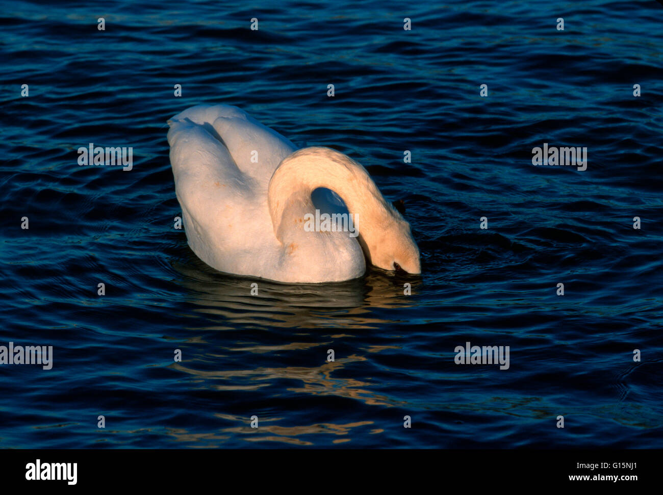 DEU, Germany, mute swan (lat. Cygnus olor)  DEU, Deutschland, Hoeckerschwan (lat. Cygnus olor) Stock Photo