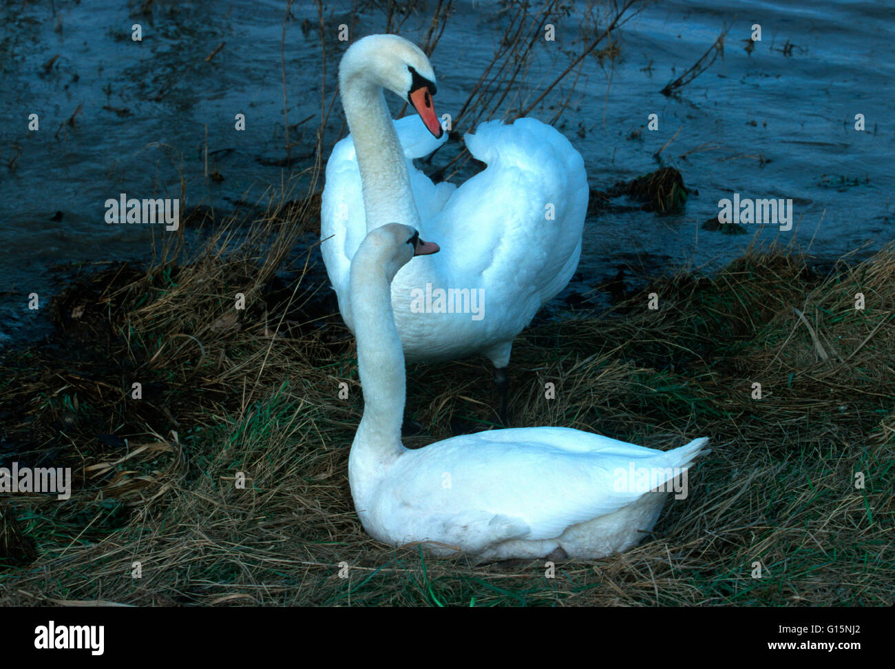 DEU, Germany, mute swans (lat. Cygnus olor)  DEU, Deutschland, Hoeckerschwaene (lat. Cygnus olor) Stock Photo