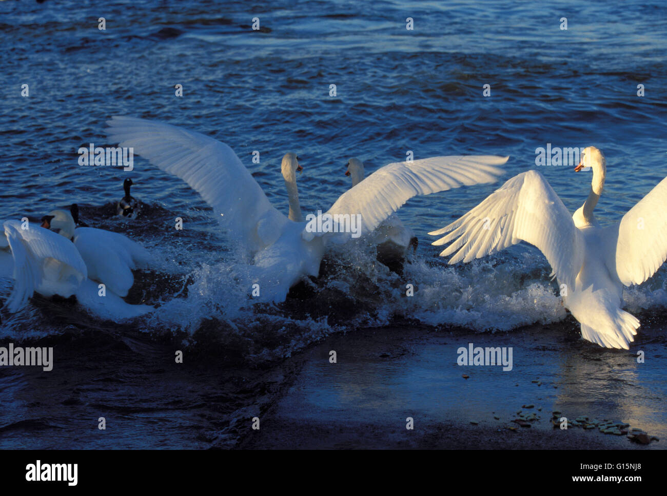 DEU, Germany, mute swan (lat. Cygnus olor)  DEU, Deutschland, Hoeckerschwaene (lat. Cygnus olor) Stock Photo