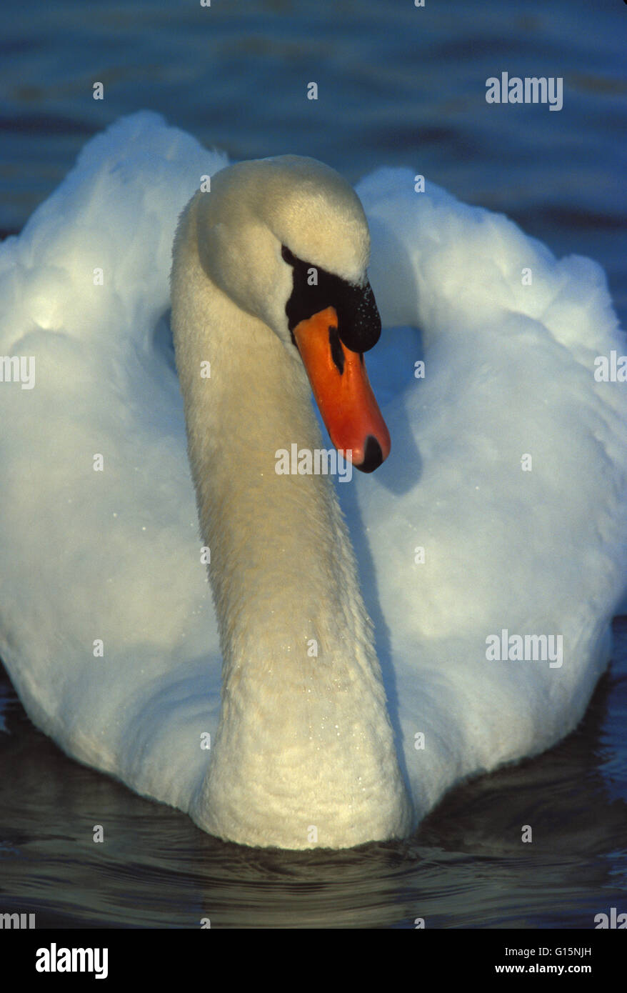 DEU, Germany, mute swan (lat. Cygnus olor)  DEU, Deutschland, Hoeckerschwan (lat. Cygnus olor) Stock Photo