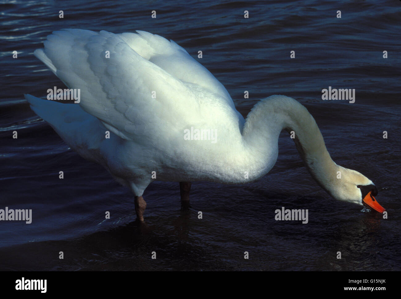 DEU, Germany, mute swan (lat. Cygnus olor)  DEU, Deutschland, Hoeckerschwan (lat. Cygnus olor) Stock Photo