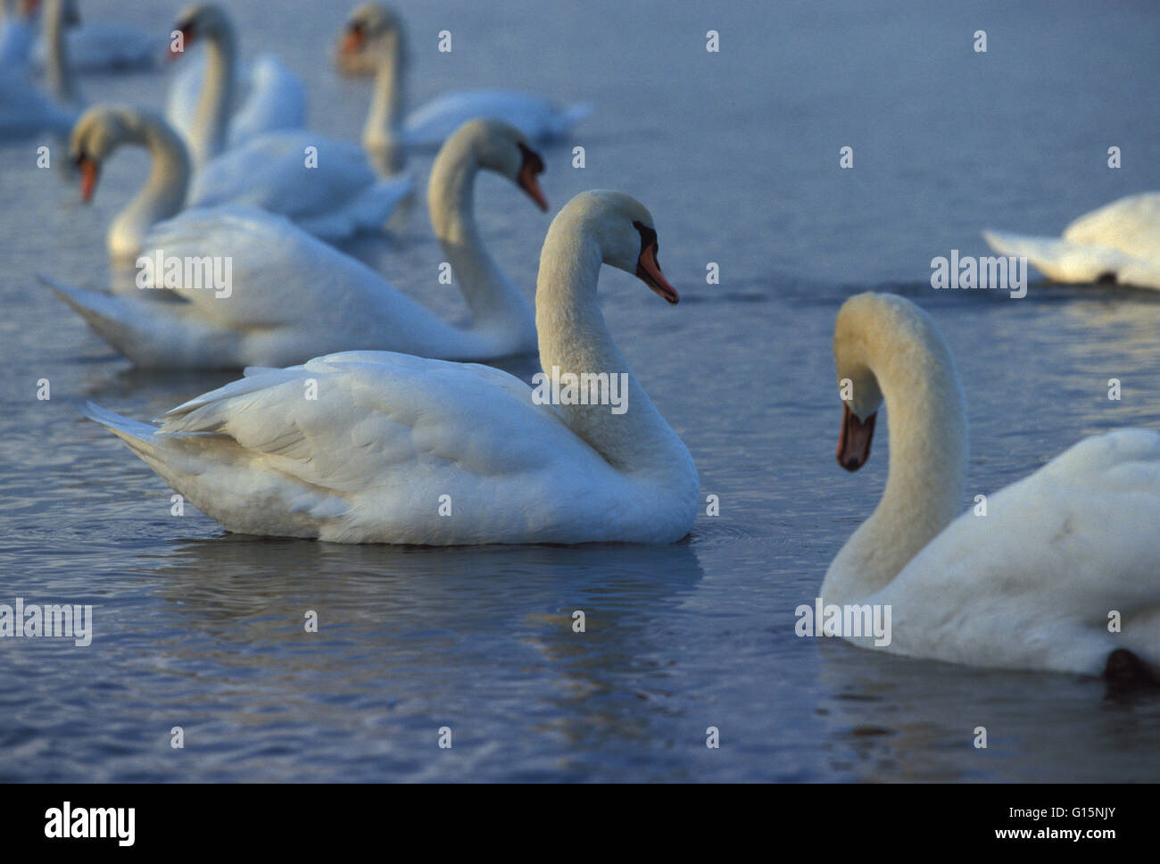 DEU, Germany, mute swans (lat. Cygnus olor)  DEU, Deutschland, Hoeckerschwaene (lat. Cygnus olor) Stock Photo